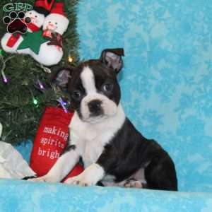 Hummingbird, Boston Terrier Puppy